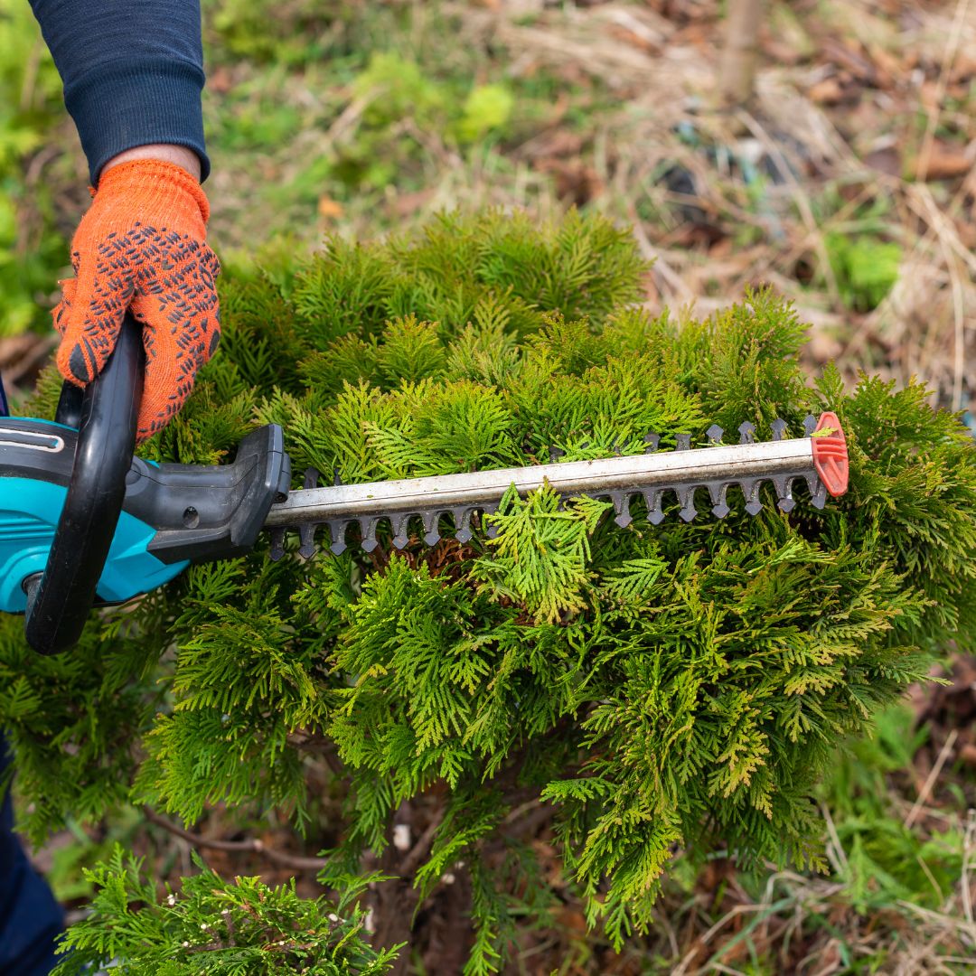 man cutting tree