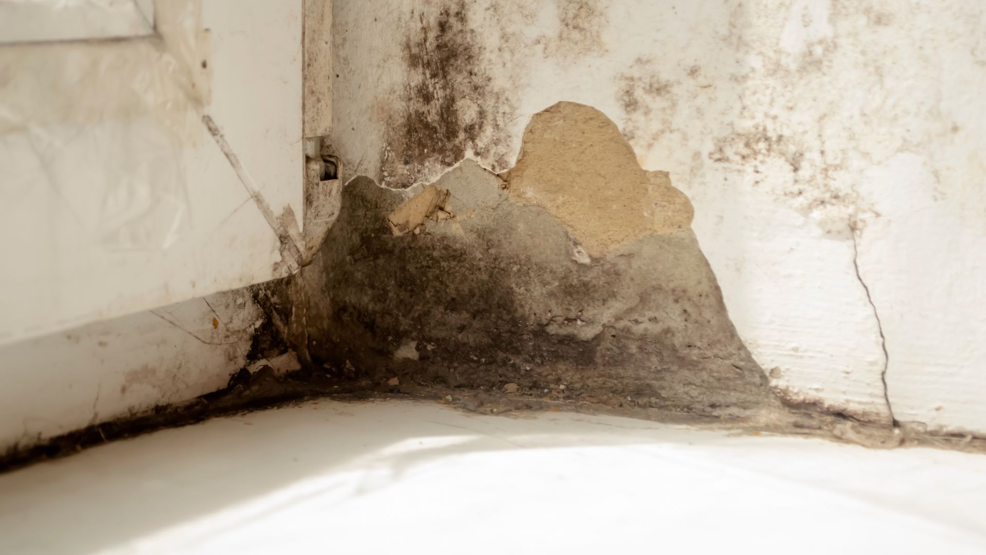 mold growth on wall